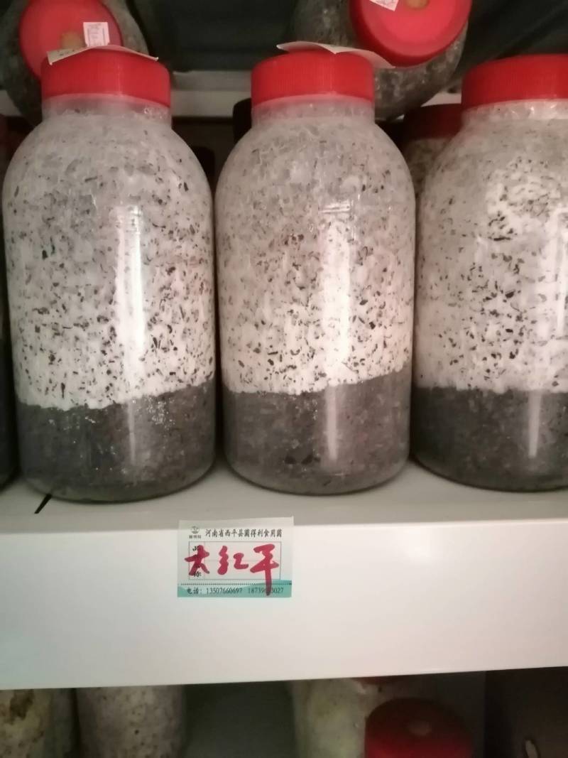 红平菇！800毫升原种瓶！棉籽壳培养基！