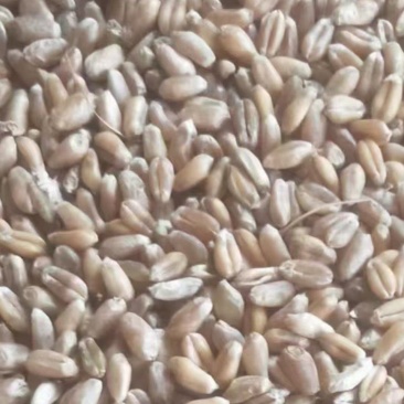 自然干小麦水分20