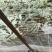 嘉年华西瓜头茬开园