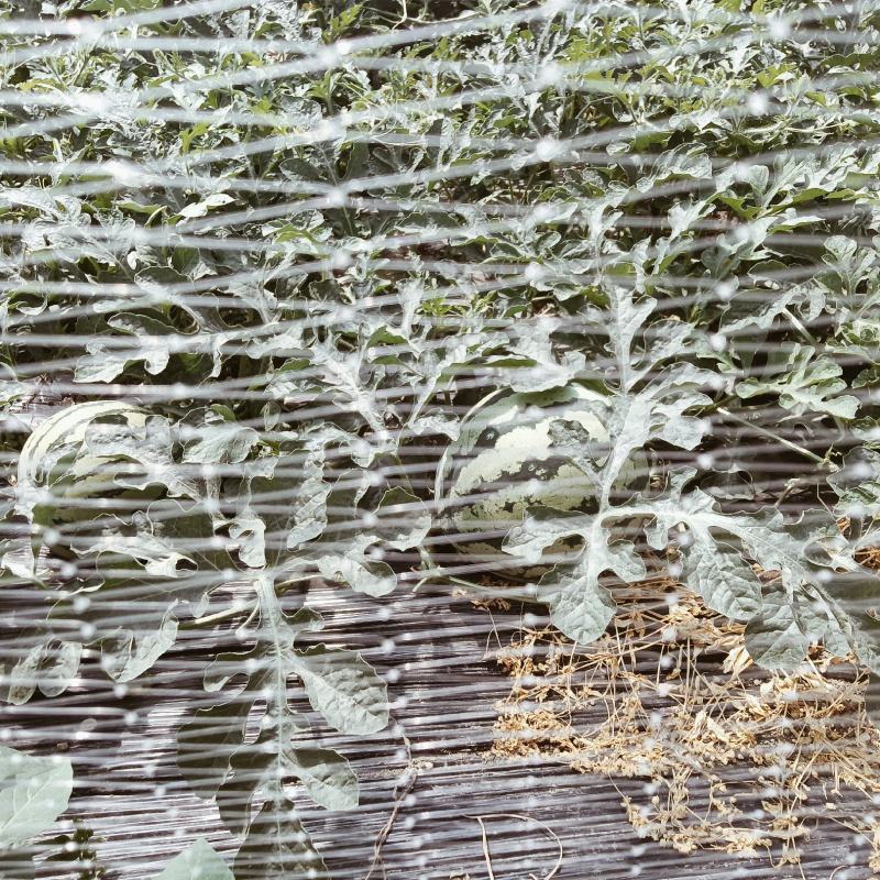 嘉年华西瓜头茬开园