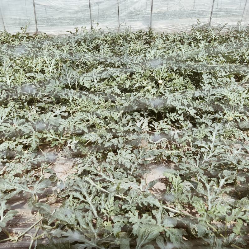 嘉年华西瓜头茬开园