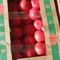 山西精品西红柿上市，地里直发量大