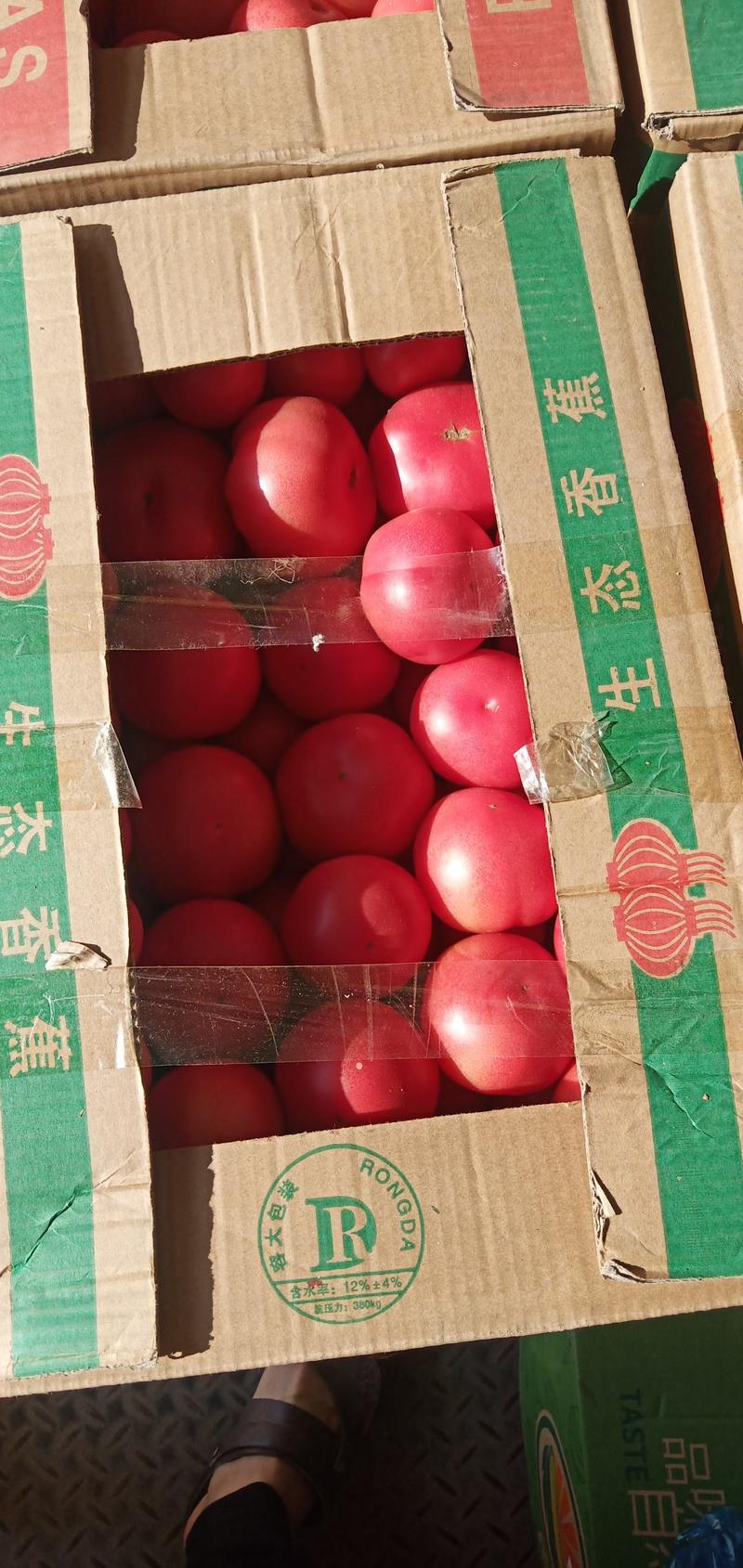 山西精品西红柿上市，地里直发量大优惠