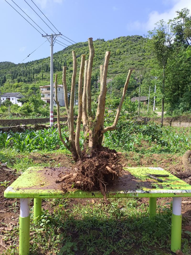 映山红大丛林