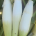 茭白
