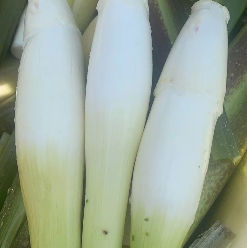 茭白
