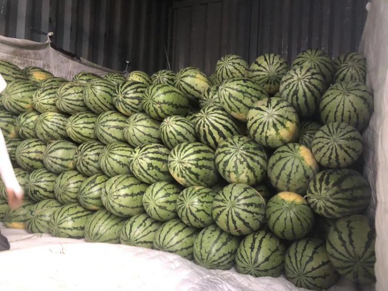 新疆吐鲁番火焰山西瓜成熟装车了安农上金城5号熟度八成半以