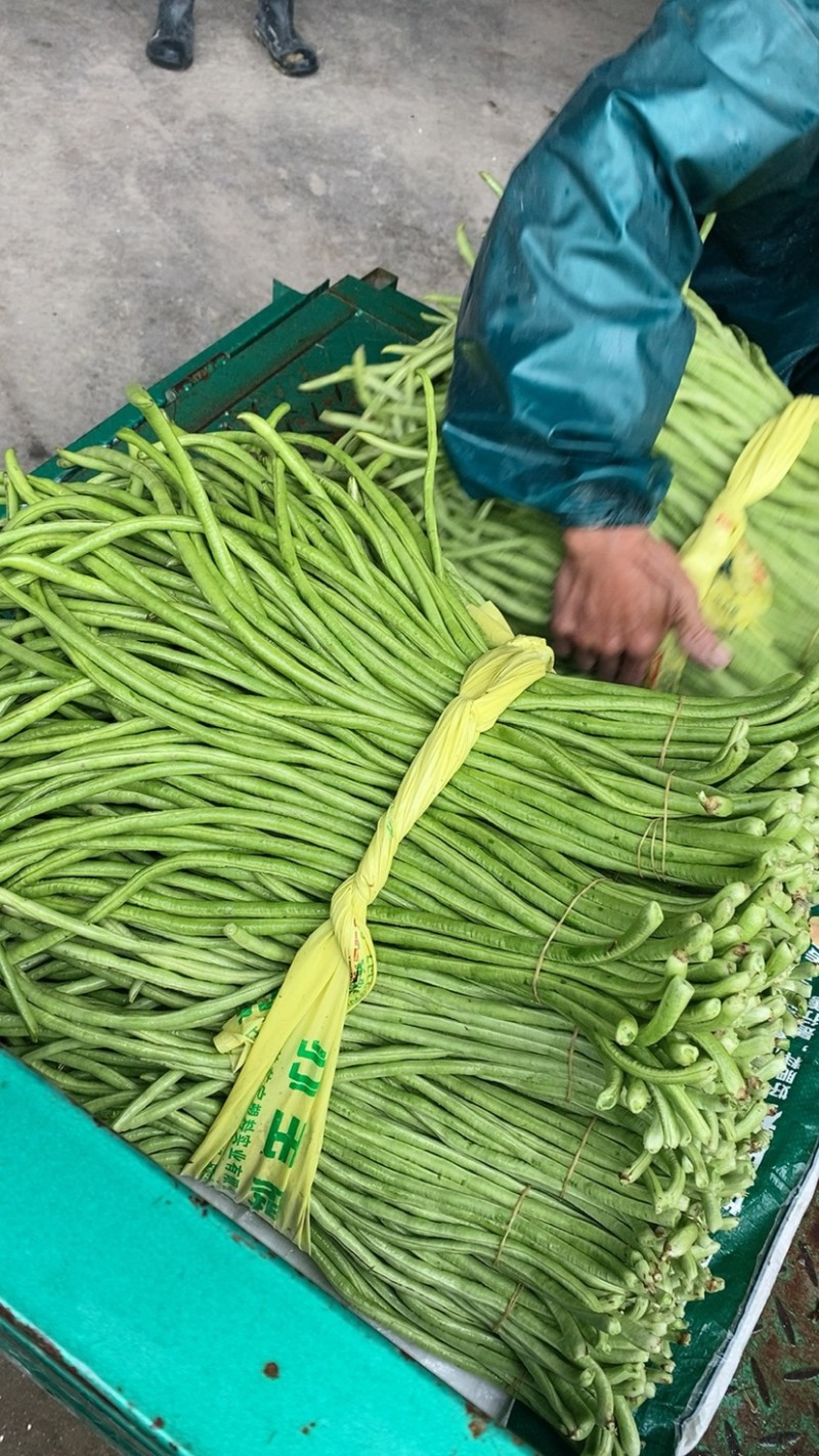长豆，青条豆角，精品长豆角50厘米以上