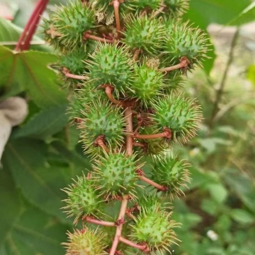 蓖麻子蓖麻籽药用中药材蓖麻子新货野生蓖麻籽蓖麻仁蓖麻种子