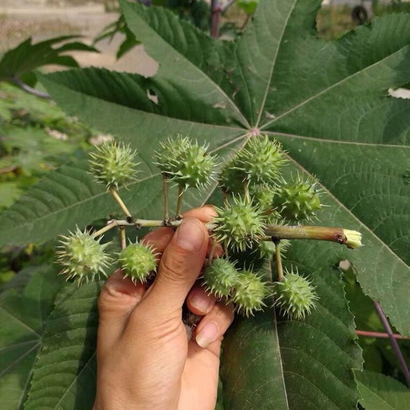 蓖麻子蓖麻籽药用中药材蓖麻子新货野生蓖麻籽蓖麻仁蓖麻种子