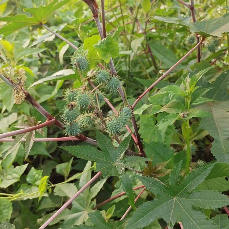 蓖麻子蓖麻籽药用中药材蓖麻子新货野生蓖麻籽蓖麻仁蓖麻种子