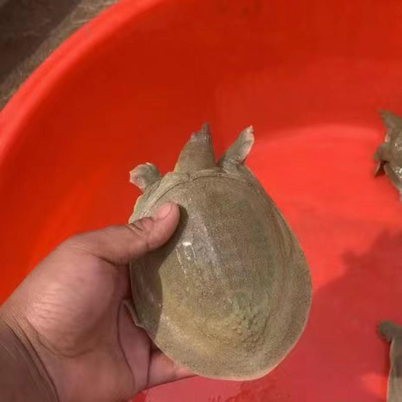 【生态外塘】精选直发一手货源黄沙龟苗多样规格