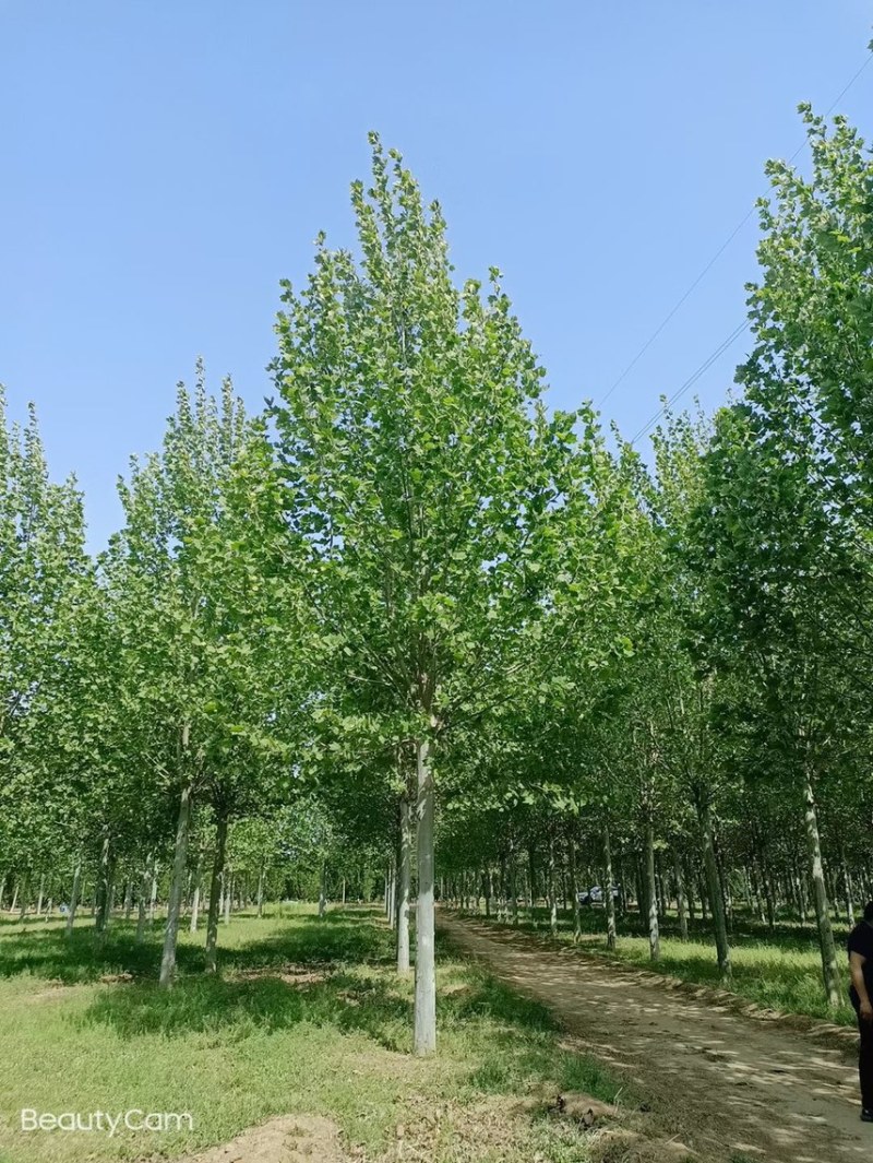 精选8-25公分法桐，苗圃直供，量大从优，规格齐全！