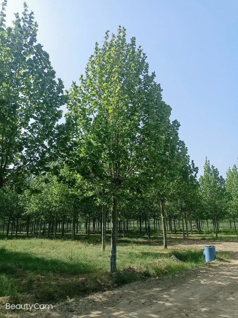 精选8-25公分法桐，苗圃直供，量大从优，规格齐全！