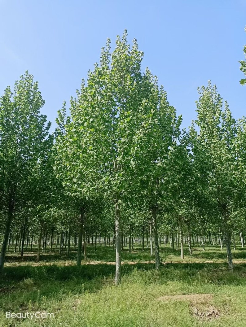 精选8-25公分法桐，苗圃直供，量大从优，规格齐全！
