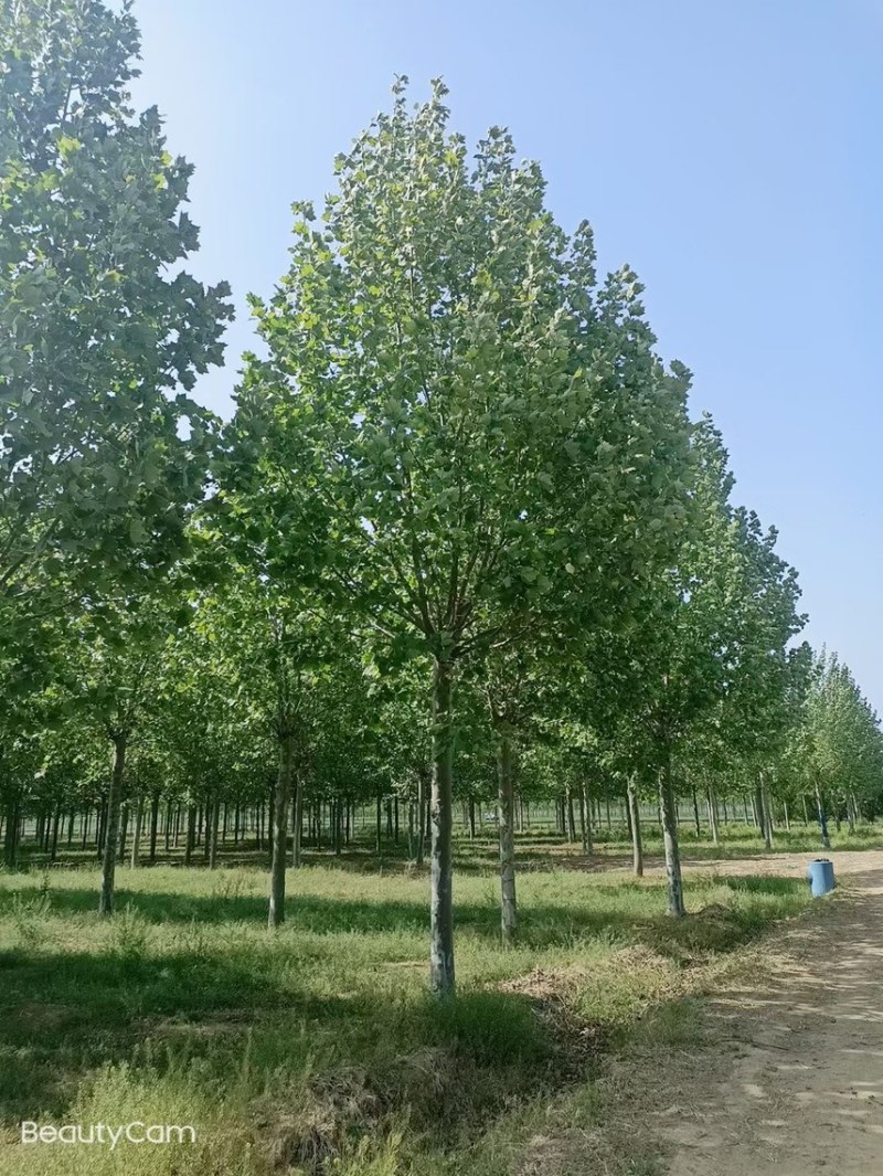 精选8-25公分法桐，苗圃直供，量大从优，规格齐全！