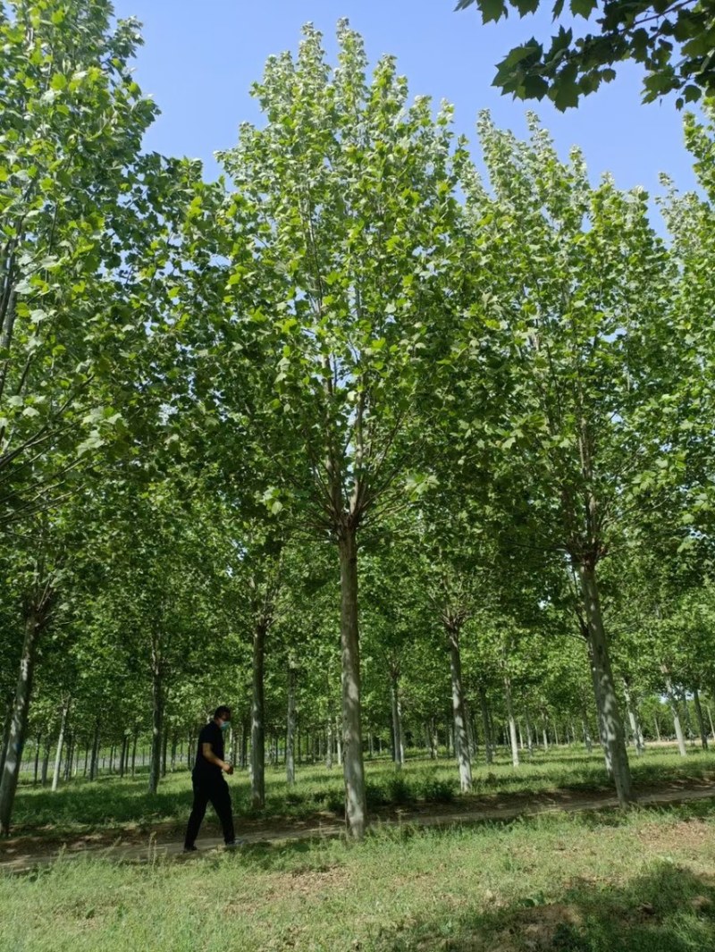 精选8-25公分法桐，苗圃直供，量大从优，规格齐全！