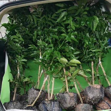 资阳荔枝小苗基地批发,占地特晚熟鸡嘴,桂味,黑叶无核荔枝