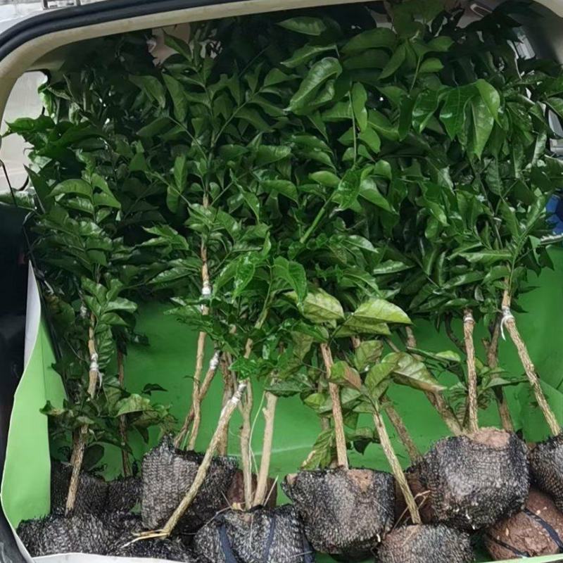资阳荔枝小苗基地批发，占地特晚熟鸡嘴，桂味，黑叶无核荔枝