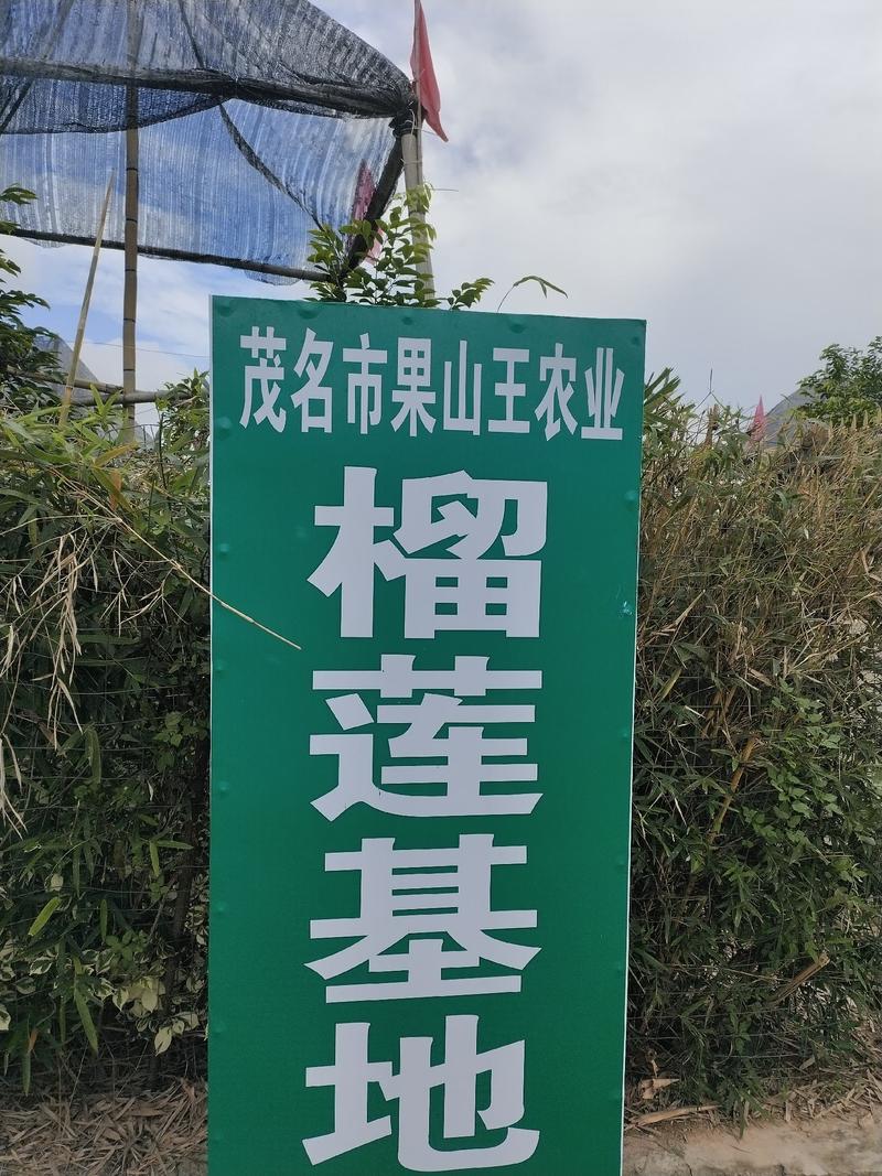 榴莲苗，广东榴莲苗，已经培育成功在广东种植的榴莲苗