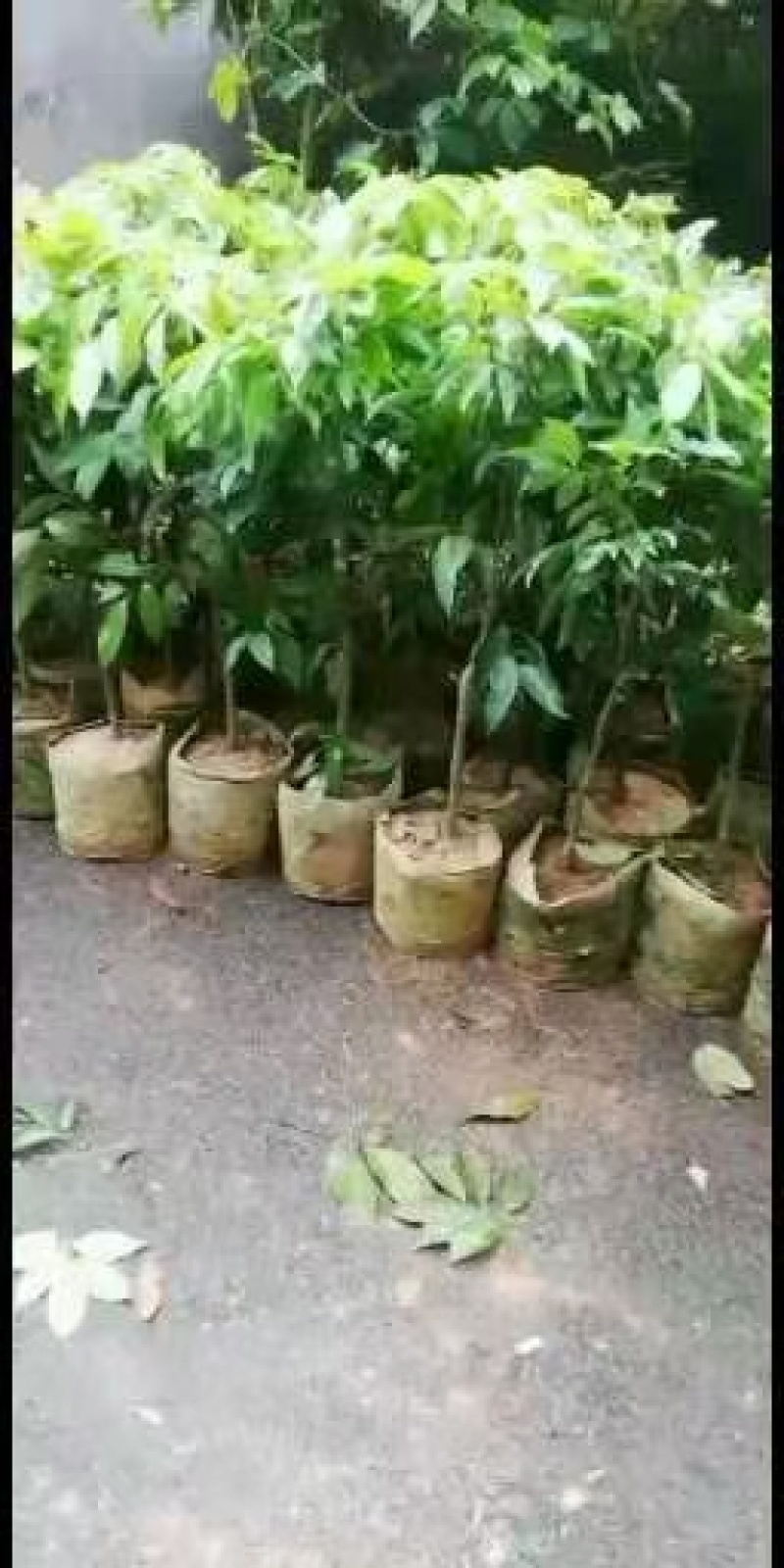 资阳荔枝小苗基地批发，占地特晚熟鸡嘴，桂味，黑叶无核荔枝