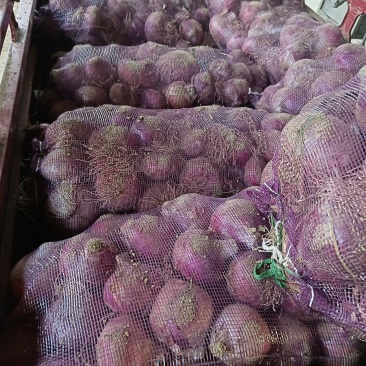 精品二红洋葱大量上市中有大包装有小包装适合各大市场超市。