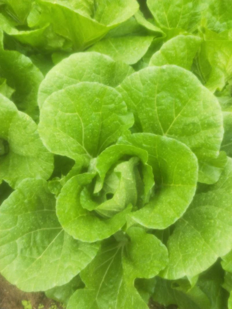 新鲜菜。黄心大白菜。