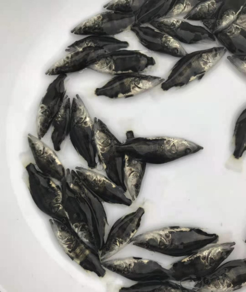 鳜鱼苗桂花鱼翘嘴鳜苗大眼鳜淡水养殖体渔场直销