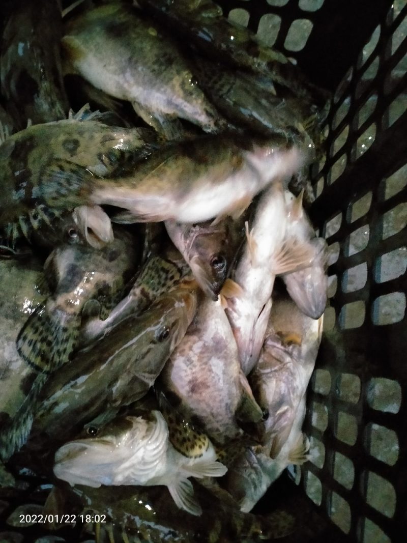 水库生态鳜鱼，需要的过年前二十天联系