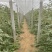 【推荐】潍坊寒亭全美2K西瓜、万亩基地，产地直发量大从优