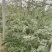 【推荐】潍坊寒亭全美2K西瓜、万亩基地，产地直发量大从优