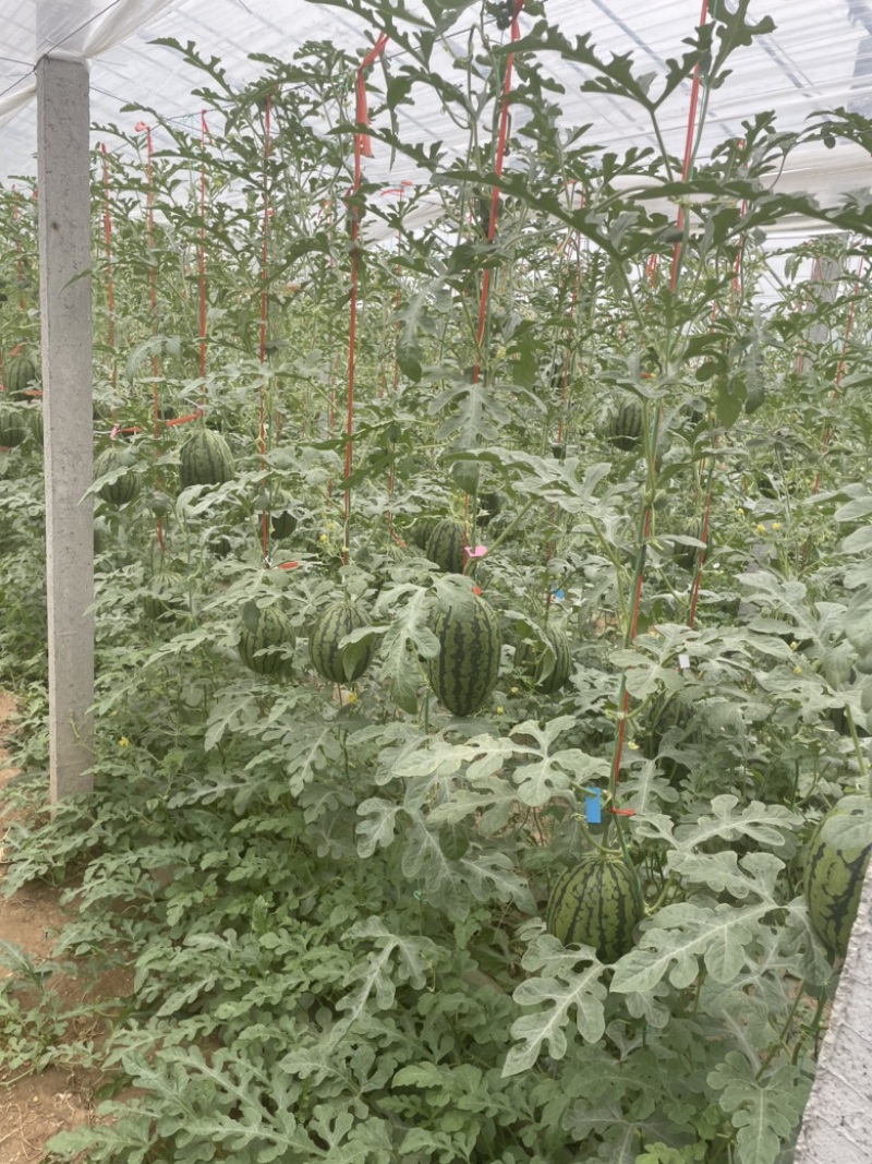 【推荐】潍坊寒亭全美2K西瓜、万亩基地，产地直发量大从优