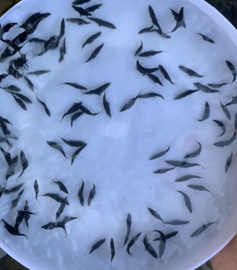 鳜鱼苗桂花鱼翘嘴鳜苗大眼鳜淡水养殖体渔场直销