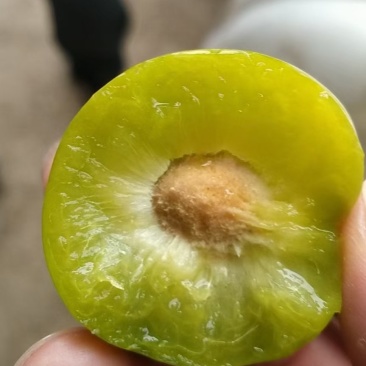 贵州六马清脆李