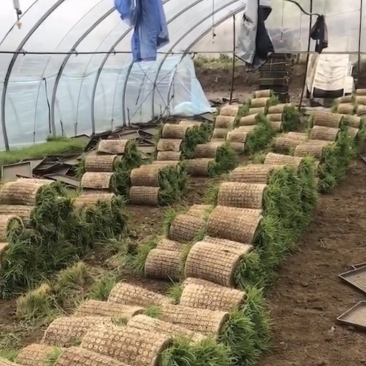 机插手插水稻苗全国可发对接大客户保质保量价格公道