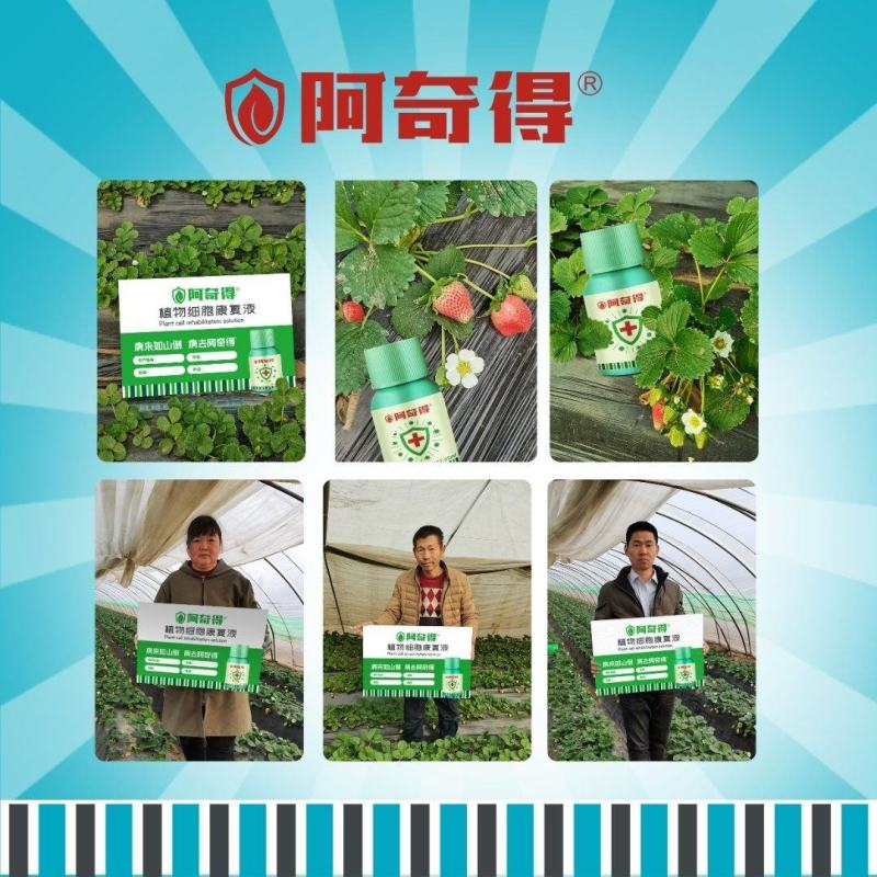 阿奇得杀菌剂绿迎叶面肥番茄草莓白粉病灰霉炭疽病角