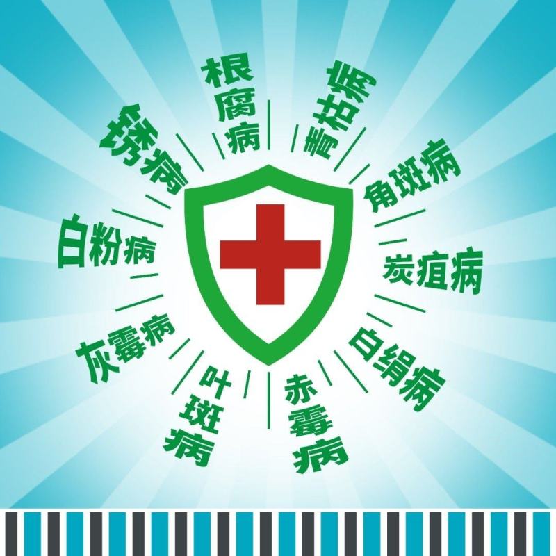 阿奇得杀菌剂绿迎叶面肥番茄草莓白粉病灰霉炭疽病角