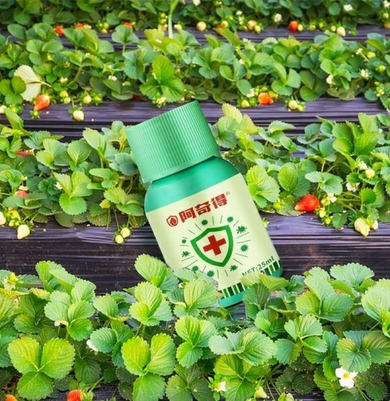 阿奇得杀菌剂绿迎叶面肥番茄草莓白粉病灰霉炭疽病角