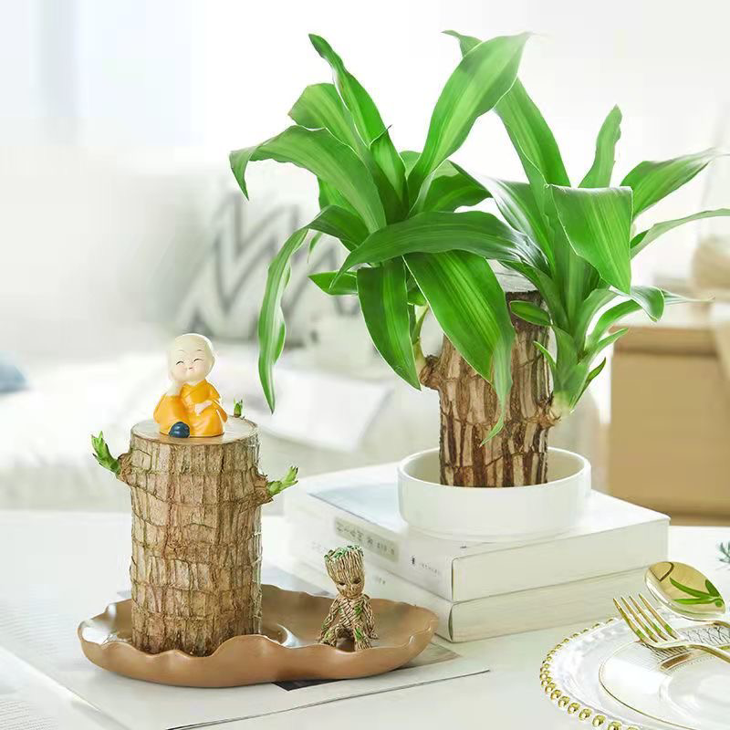巴西木水养花卉绿植盆栽办公室内桌面格鲁特水培绿植物