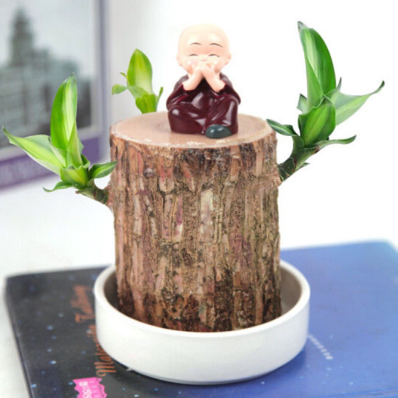 巴西木水养花卉绿植盆栽办公室内桌面格鲁特水培绿植物