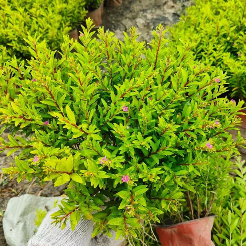 常绿灌木耐寒金叶满天星盆栽金叶红宝石多年生花镜植物易活