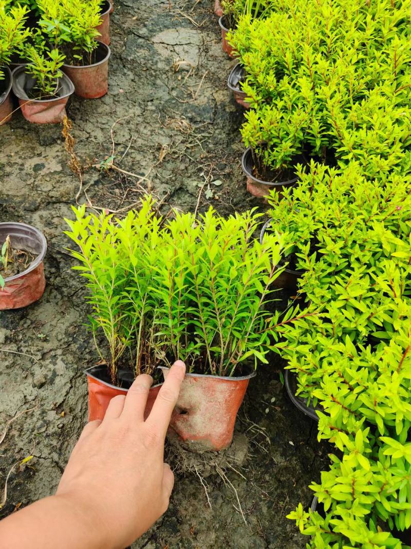 常绿灌木耐寒金叶满天星盆栽金叶红宝石多年生花镜植物易活