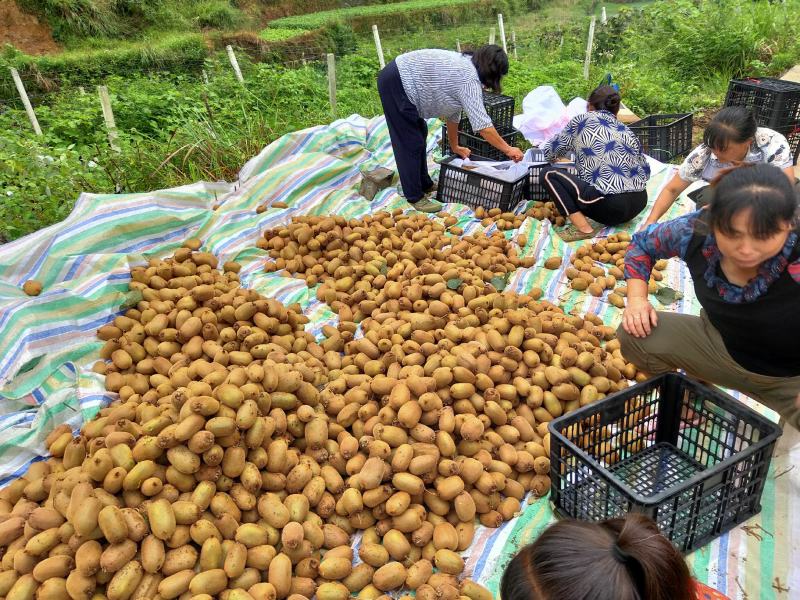 米良一号绿心猕猴桃，湖南湘西凤凰县【电商，市场产地直供】