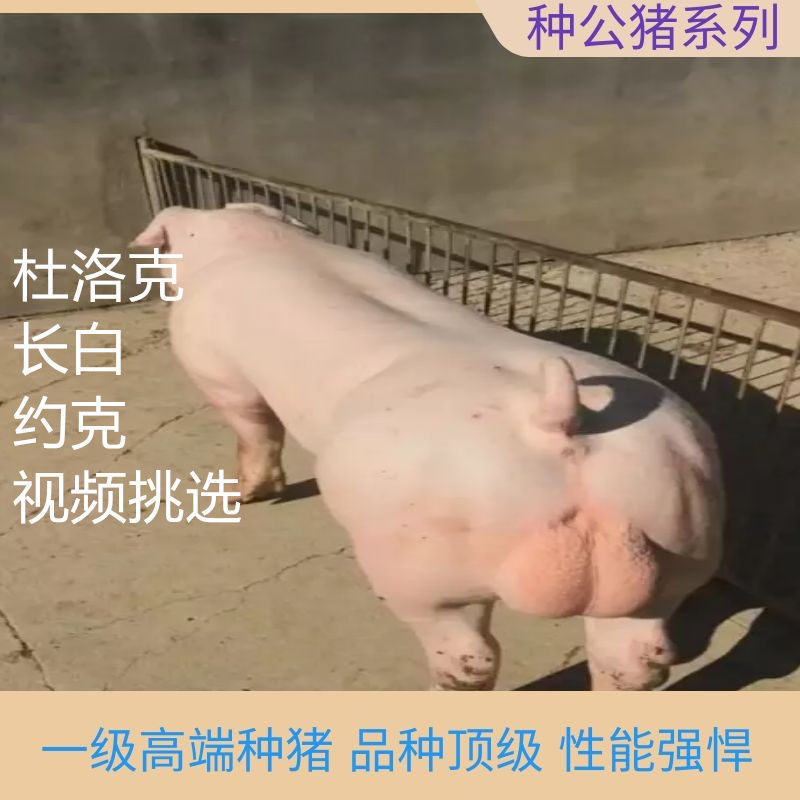 新美系杜洛克种公猪英系大白长白新美系大约克全国包邮视频挑