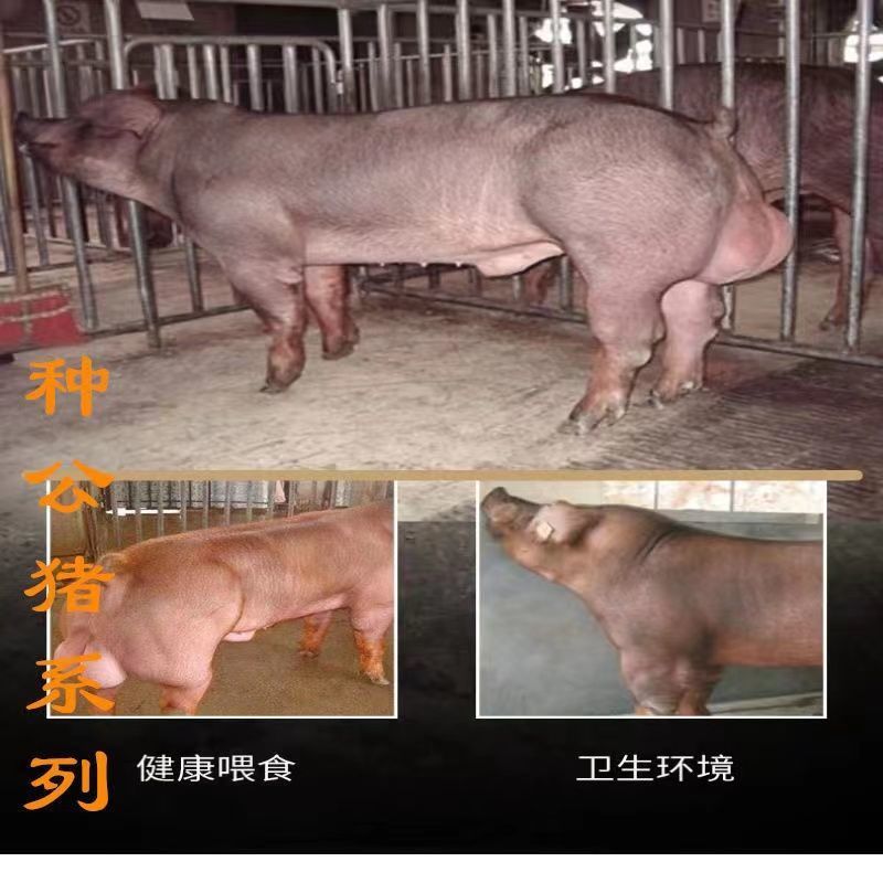 新美系杜洛克种公猪英系大白长白新美系大约克全国包邮视频挑