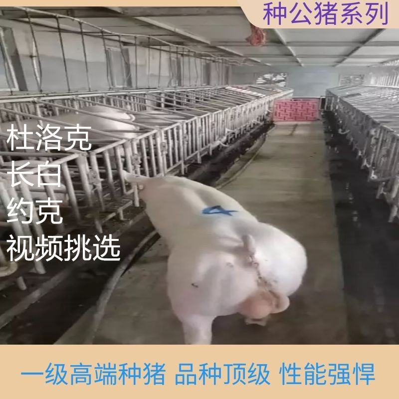 新美系杜洛克种公猪英系大白长白新美系大约克全国包邮视频挑