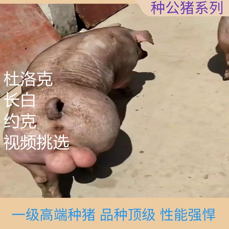 新美系杜洛克种公猪英系大白长白新美系大约克全国包邮视频挑