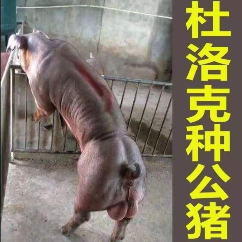 新美系杜洛克种公猪英系大白长白新美系大约克全国包邮视频挑