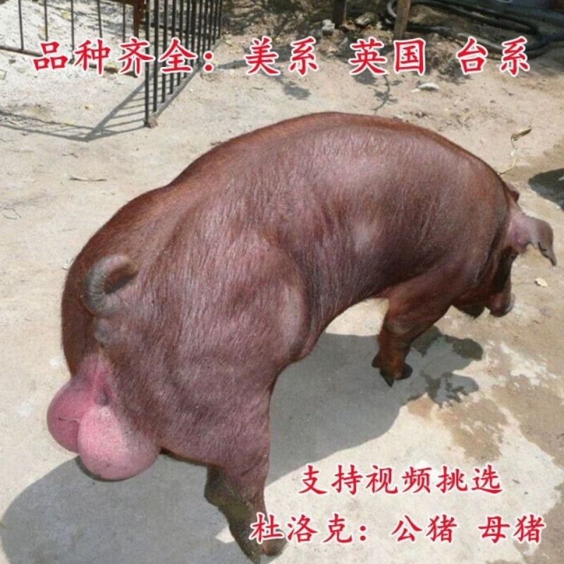 新美系杜洛克种公猪英系大白长白新美系大约克全国包邮视频挑