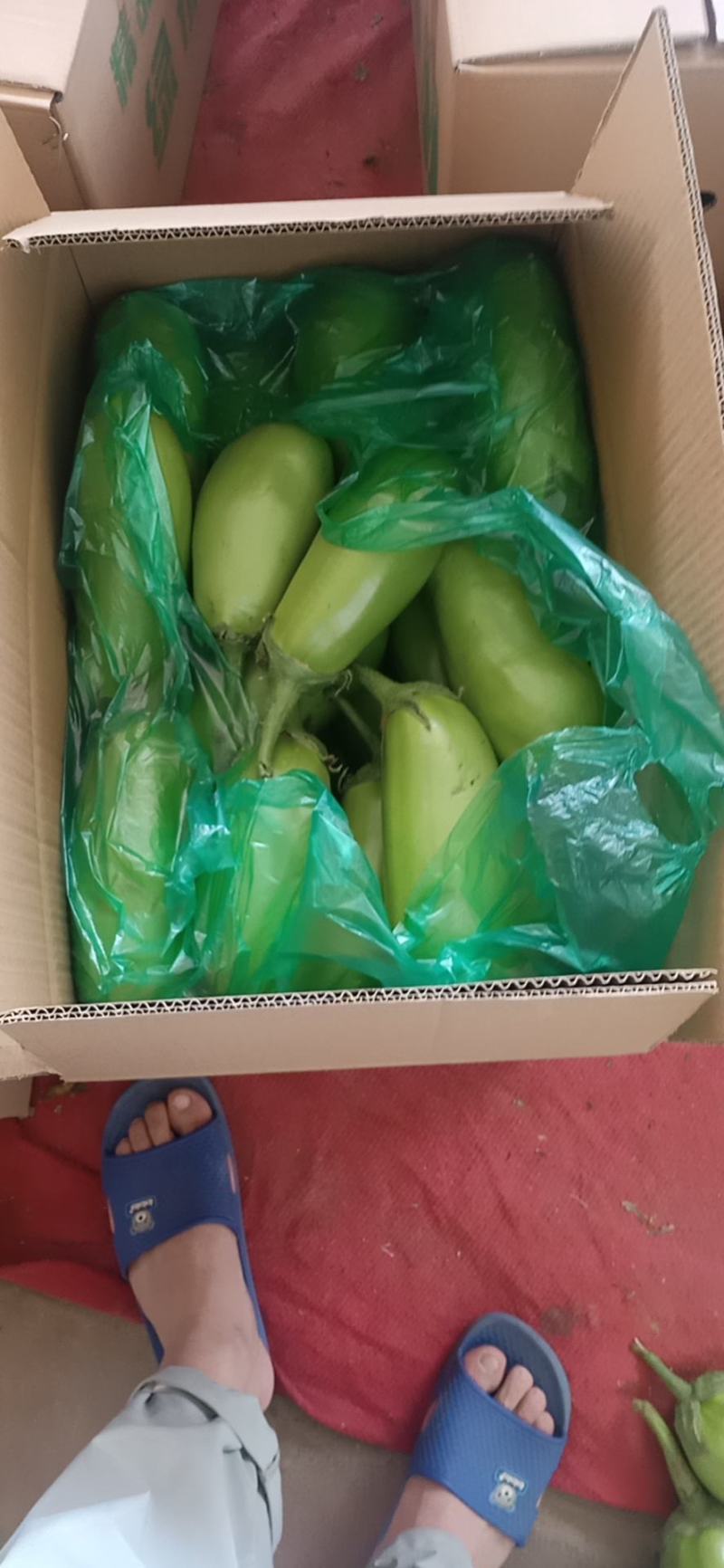 青茄子，产地直销，色泽鲜艳，表皮光亮，好吃不贵经济实惠